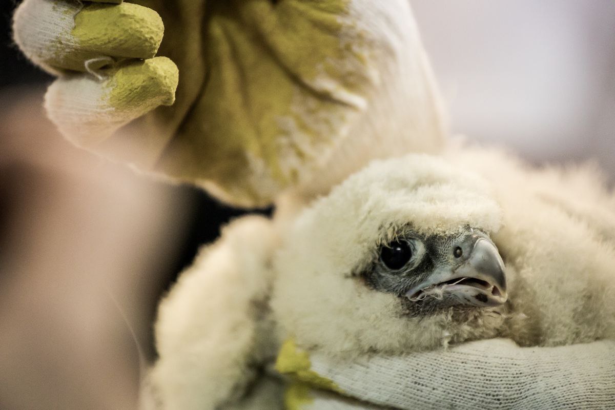 ������� ������-������� �� ����� �������� �������� �����