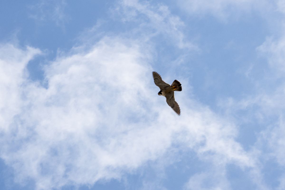 ������� ������-������� �� ����� �������� �������� �����