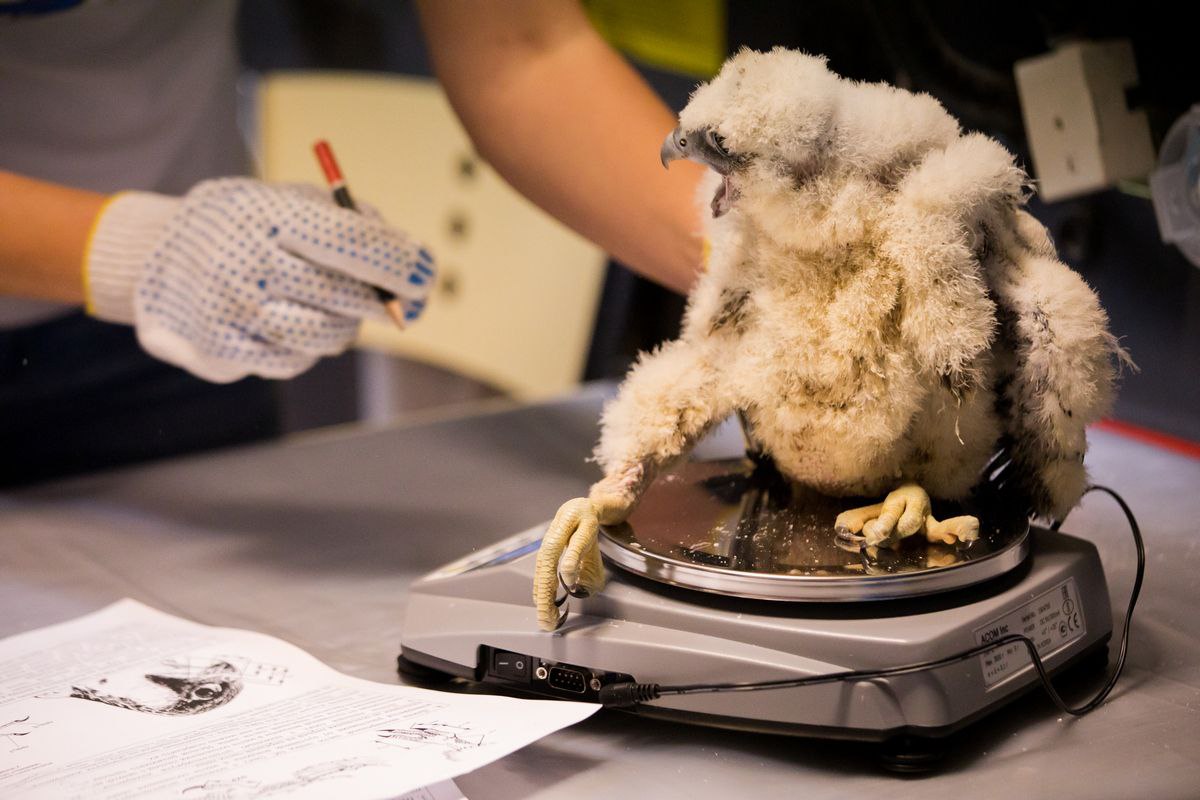 ������� ������-������� �� ����� �������� �������� �����