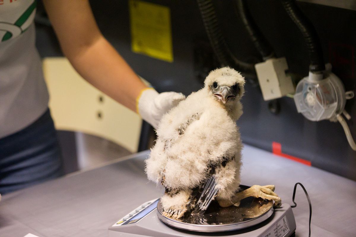 ������� ������-������� �� ����� �������� �������� �����